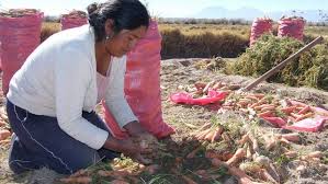 Photo of Censo Nacional Agropecuario y Forestal revelan que la ganadería, cultivos y frutales son las principales fuentes de ingresos para los productores