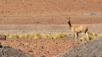 Photo of LANZAN	CAMPAÑA	POR	LA	PRESERVACIÓN	 DE	LA FAUNA DEL LOA