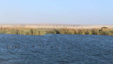 Photo of Seremi del Medio Ambiente busca proteger al Humedal de la desembocadura del río Copiapó.