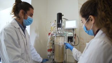 Photo of Biotecnólogos desarrollan Umami chileno, el ingrediente que busca disminuir hasta en un 40% el consumo de sal