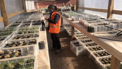 Photo of Minera El Abra inaugura invernadero a más de 3.700 metros de altura