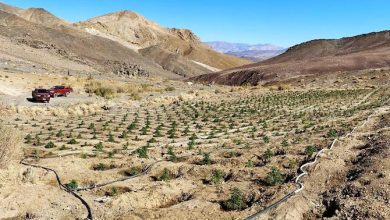 Photo of HISTÓRICO HALLAZGO DE PLANTAS CANNABIS SATIVA DEJÓ INVESTIGACIÓN DEL O.S.7