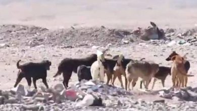 Photo of Consiguen terreno para perros abandonados de Antofagasta