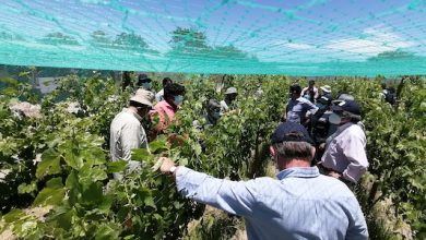 Photo of Evaluaron en terreno sistemas agrícolas en Chile en el marco de la postulación a SIPAM