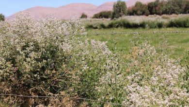 Photo of INDAP presenta al Gobierno Regional programa para combatir la Mostaza Negra