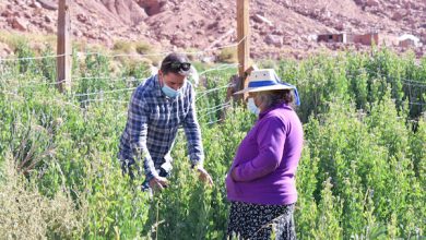 Photo of MÁS DE 64.000 PRODUCTORES INDÍGENAS ACCEDIERON A PROGRAMAS REGULARES DE INDAP