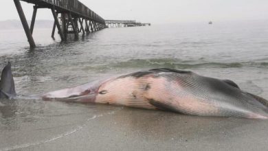 Photo of ENCUENTRAN BALLENA VARADA EN MEJILLONES