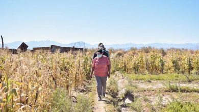 Photo of Programa Fertilizantes para Chile beneficiará a 469 agricultores de la región de Antofagasta