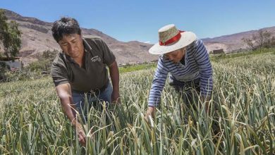 Photo of INDAP: ACTOR CLAVE EN PLAN DE APOYO A PEQUEÑOS PRODUCTORES ANUNCIADO POR EL MINISTERIO DE AGRICULTURA