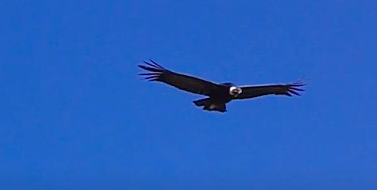 Photo of Cañón del Colca mayor reserva del cóndor andino