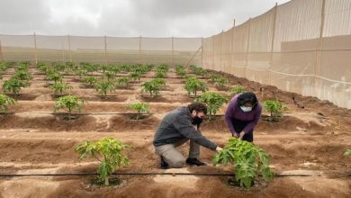Photo of Buscan ayuda descentralizada para agricultores
