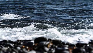 Photo of Día Mundial de los Océanos: El desafío de implementar áreas marinas protegidas