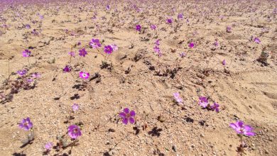 Photo of Florece el desierto de Atacama