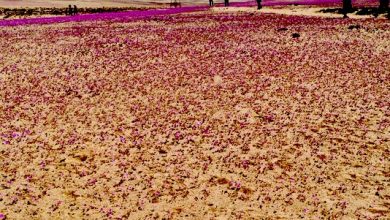 Photo of Con microrganismos del desierto, investigadores  de la UA intentan mejorar resistencia de cultivos
