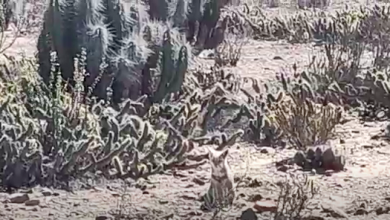 Photo of Los Choros un pequeño paraíso natural en la región de Coquimbo
