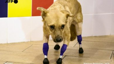 Photo of Una perrita rusa vuelve a andar tras ponerle cuatro prótesis en las patas