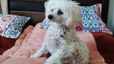 Photo of Senadores debatirán cambio de condición de los animales de «COSA» a «Seres Sintientes»