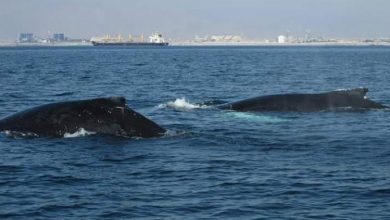 Photo of Masivo llamado de la sociedad civil global al presidente Gabriel Boric para fortalecer el Santuario de Ballenas de Chile
