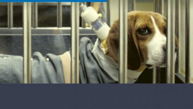 Photo of Prohibición para el testeo en animales de productos cosméticos ya es una realidad