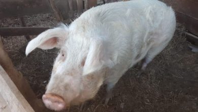 Photo of Seremi del Medio Ambiente anuncia aprobación de primera norma de olores para el sector porcino en Chile
