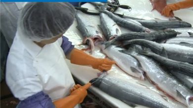 Photo of Senado aprueba por unanimidad modernización de Acuerdo Comercial Chile-Paraguay y Acuerdo sobre Subvenciones a la Pesca de la OMC