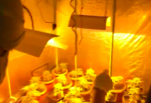 Photo of Fiscalía formalizó investigación contra médico que mantenía más de cien plantas de marihuana