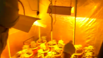 Photo of Fiscalía formalizó investigación contra médico que mantenía más de cien plantas de marihuana