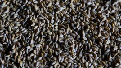 Photo of Ucrania creará reserva estatal de alimentos