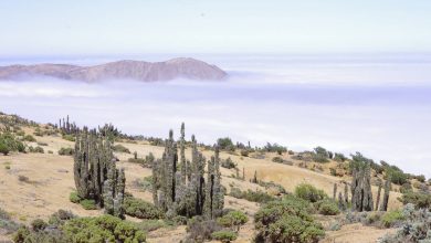 Photo of Especialistas nacionales y extranjeros analizarán los desafíos de la Justicia Ambiental en la protección de la biodiversidad