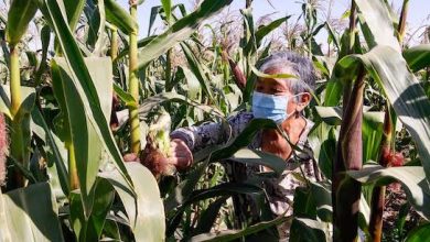 Photo of Agricultores le ganan a la Mostaza Negra y anticipan buena producción de choclo calameño