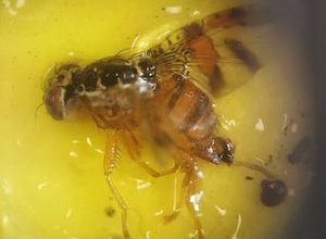 Photo of SAG inicia trabajos de campaña y preventivos para el control de mosca de la fruta