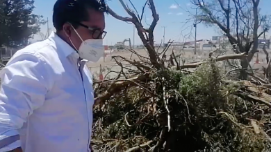 Photo of Empresa tala árboles sin autorización para ruta concesionada de Calama