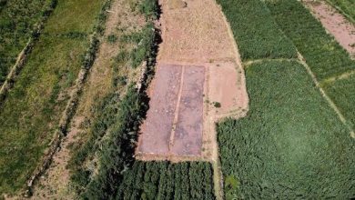 Photo of Con la fuerza del sol agricultores loínos controlan la Mostaza Negra