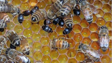 Photo of refuerzan medidas sanitaria tras la detección en Bolivia de grave plaga que afecta a las abejas