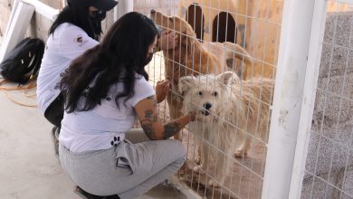 Photo of Fundación Anastasia recibe ocho caniles para apoyar el cuidado de  perros vagos en Calama