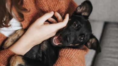 Photo of Proponen permiso laboral por muerte de mascotas
