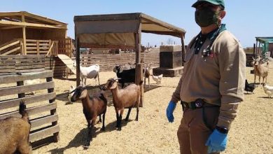 Photo of SAG Calama llama a efectuar Declaración de Existencia Animal (DEA)