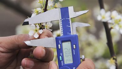 Photo of SAG publica manual para solicitar el registro de variedades protegidas en línea