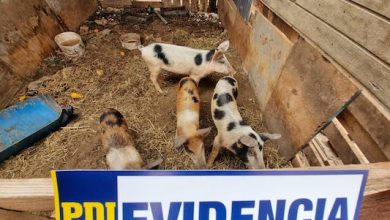 Photo of PDI recupera animales que habían sido robados desde La Chimba