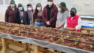Photo of Cultivos hidropónicos y de ostiones en Cifuncho con visión innovadora