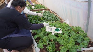 Photo of Junta de Vecinos Alto Jama celebró nueva cosecha con la entrega de hortalizas para vecinos y vecinas del sector