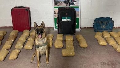 Photo of El olfato no falla: Can anti droga encontró millonaria carga de marihuana en bus