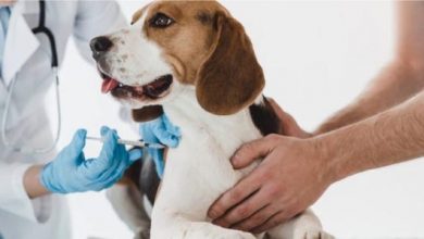 Photo of Cámara apoya permiso laboral para trabajadores por muerte de sus mascotas