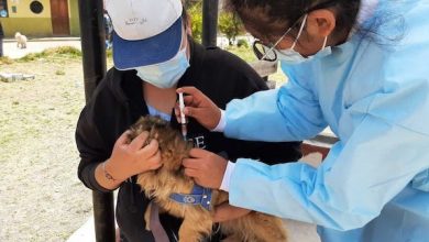 Photo of SALUD BUSCA PROTEGER A LAS MASCOTAS RESPECTO DEL VIRUS DE LA RABIA