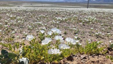 Photo of Consejo de Ministros para la Sustentabilidad aprueba la creación del Parque Nacional Desierto Florido y otras tres áreas protegidas