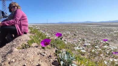 Photo of Tras años de sequía florece el desierto de Chile