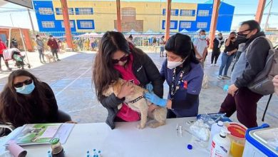 Photo of EXITOSO OPERATIVO DE VACUNACION ANTIRRABICA EN CALAMA Y TALTAL