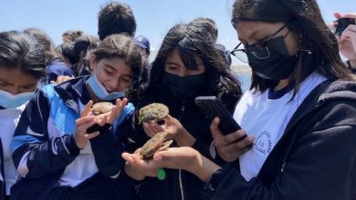Photo of Alumnos de Calama conocieron cultivos de ostiones  en la Isla Santa María