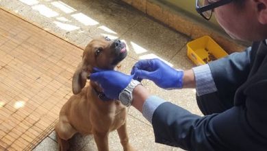 Photo of PDI investiga denuncia por presunto maltrato animal en Antofagasta