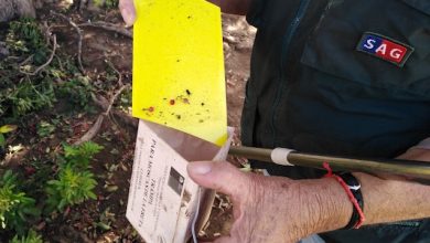 Photo of SAG pone fin a campaña de erradicación de la mosca de la fruta